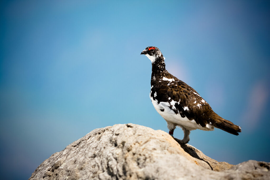 A Japanese raicho (rock ptarmigan) stands alert on Mt. Norikura